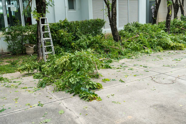 Why Choose Our Tree Removal Services in Colorado City, TX?